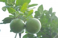 绿色未成熟的柚子图片