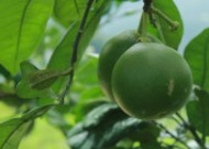 绿色未成熟的柚子图片