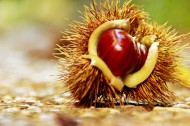 美味可口的板栗图片大全
