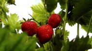 等待采摘的新鲜草莓图片大全