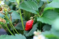 等待采摘的新鲜草莓图片大全