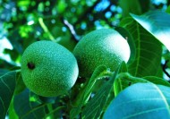 青色未成熟的核桃图片