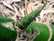 新鲜嫩绿的竹笋图片