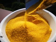 金色的农家小米图片