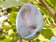 酸甜的李子图片