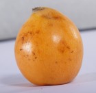 黄色的枇杷图片大全