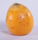 黄色的枇杷图片大全