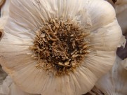 辛辣的大蒜图片大全