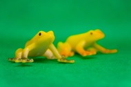 迷你青蛙玩具图片