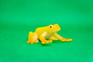 迷你青蛙玩具图片