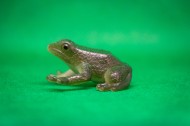 迷你青蛙玩具图片