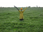驱赶鸟类的稻草人图片