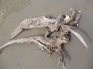 海滩上的漂流木图片