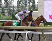 紧张刺激的赛马比赛图片