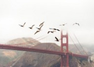雄伟的美国旧金山金门大桥图片