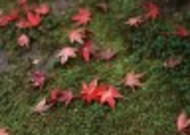 红色枫叶和日式庭院图片