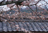 樱花和日式庭院图片大全