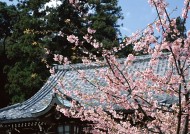 樱花和日式庭院图片大全