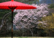 樱花和日式庭院图片大全