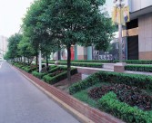 城市绿化图片