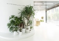 公司前台绿叶植物摆放装饰图片