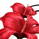 喜庆红色花朵三联画图片