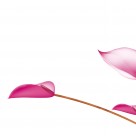 马蹄莲家居三联画图片