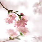 高清花朵家居三联画图片