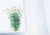 家居花草植物盆栽摆设图片大全