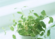 家居花草植物盆栽摆设图片大全