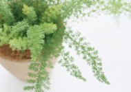 家居花草植物盆栽摆设图片大全