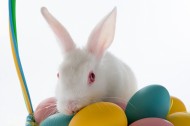 复活节兔子图片