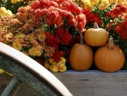 万圣节南瓜图片大全