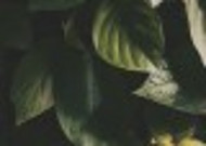 层叠的绿叶背景素材图片