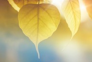 小清新背景素材图片