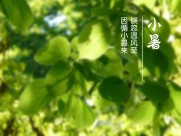 24节气小暑设计素材图片