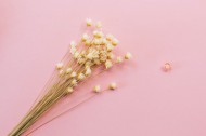 文艺小清新干花背景图片