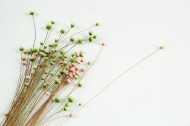 文艺小清新干花背景图片