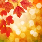 枫叶背景图案素材图片