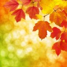 枫叶背景图案素材图片