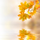 枫叶背景图案素材图片