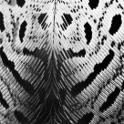 漂亮的羽毛图片大全