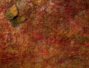 蝴蝶图案背景图片大全