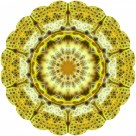 怪异的花纹背景图片大全