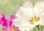 小清新雏菊花朵背景图片