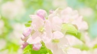 唯美小清新桃花背景图片