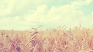唯美麦田背景图片大全