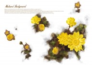 明亮黄色韩国花朵背景图片大全