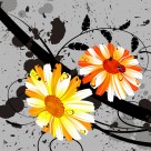 清新雏菊三联画图片