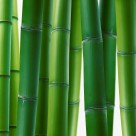 树木植物三联画图片